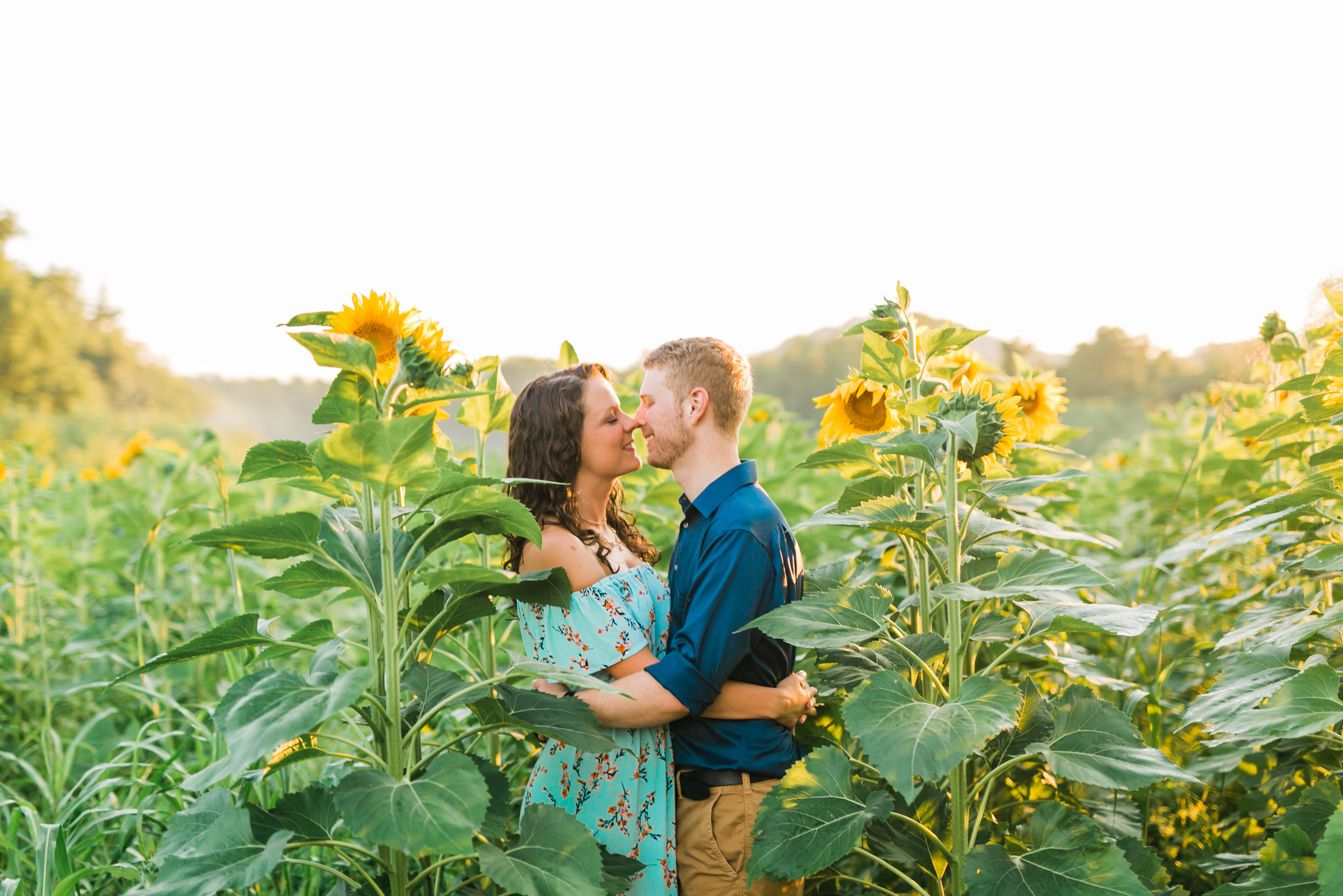 knoxville sunflower field engagement session forks in the river